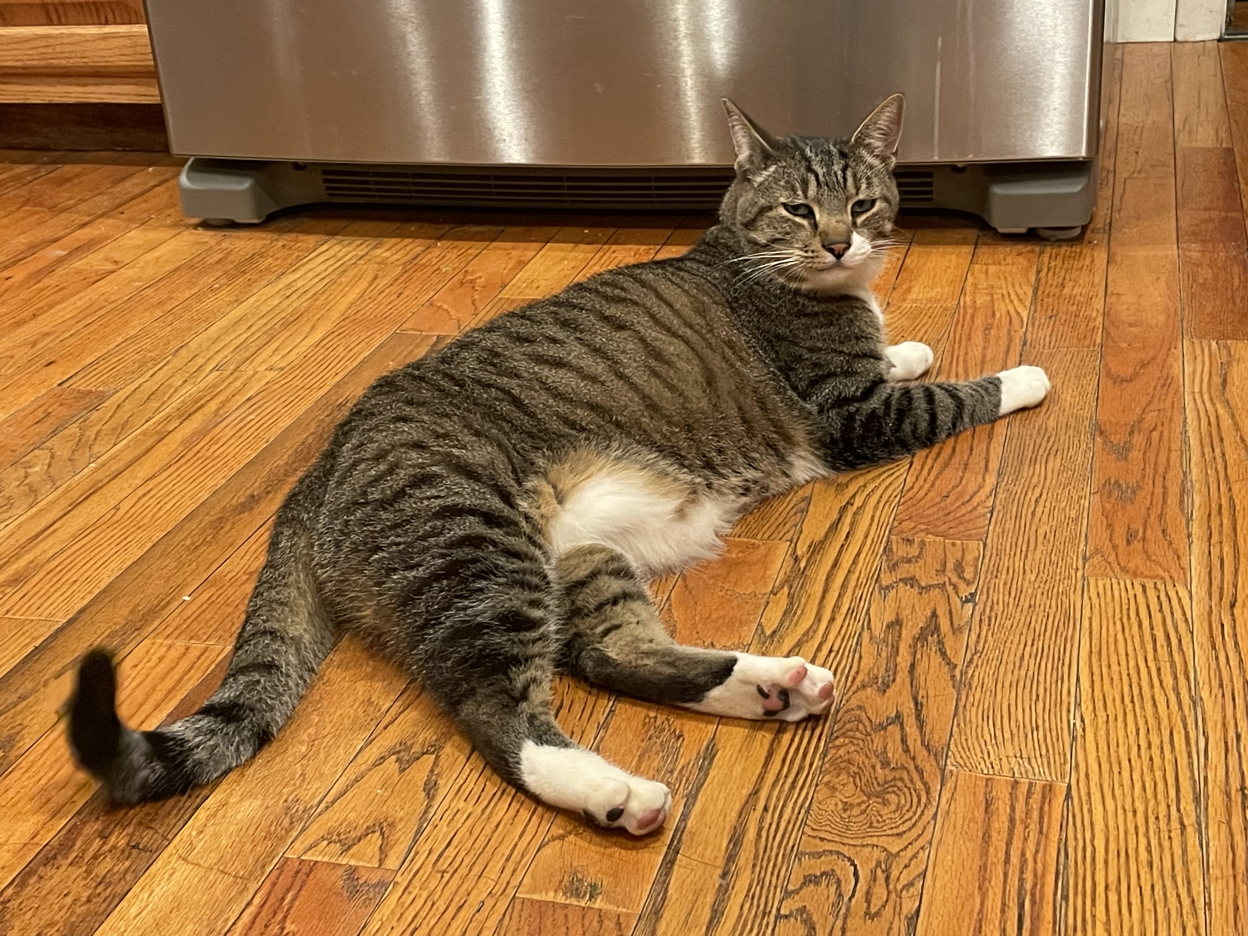 Banjo